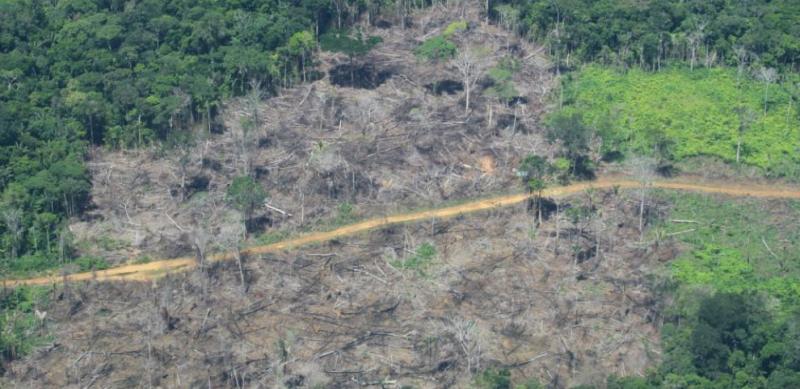 Se reducen alertas de deforestación en Amazonia Colombiana en un 18%
