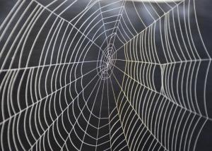 La seda de araña vegana: una posible solución a la contaminación del plástico